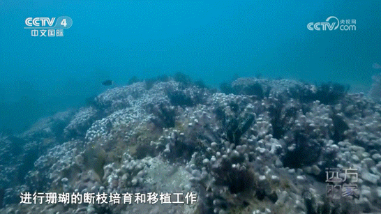 开元体育官网登录入口“种珊瑚” 怎么种？跟随央视镜头潜入三亚海底→